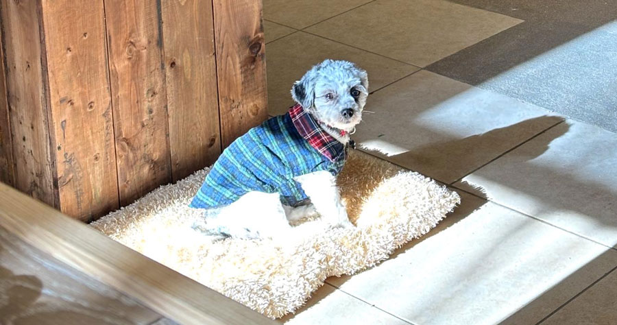 Its a dog